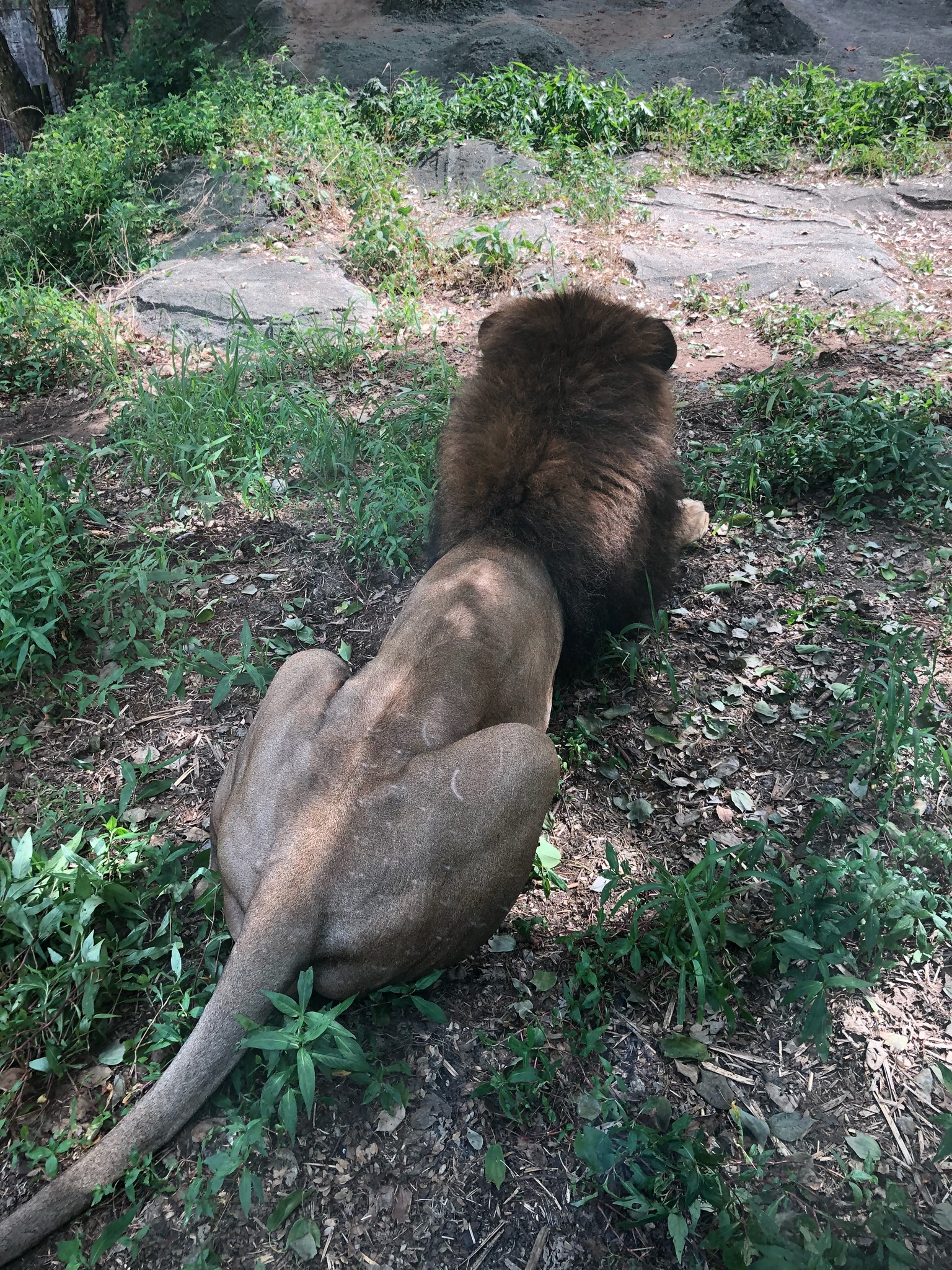 東山動物園