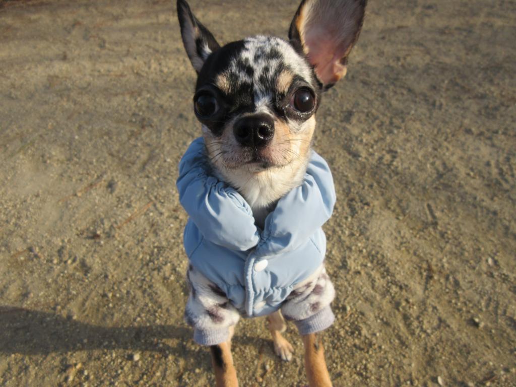 3月から入社いたしました！！