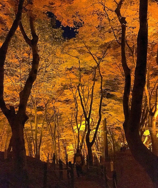 秋のドライブお勧めスポット