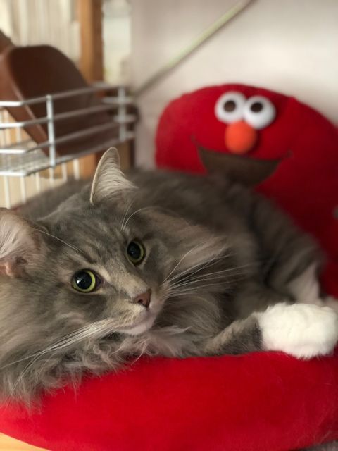 たむらの猫ブログ 46
