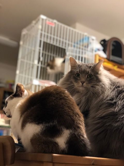 たむらの猫ブログ 48
