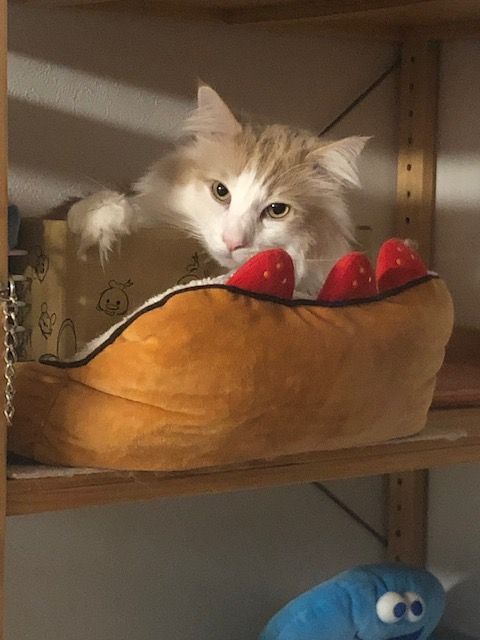 たむらの猫ブログ 48