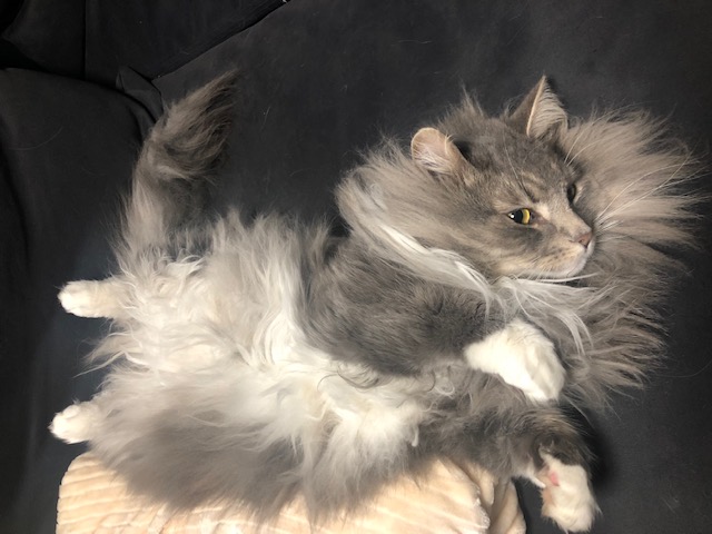 たむらの猫ブログ 48